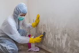 Best Attic Mold Removal  in Jacinto City, TX